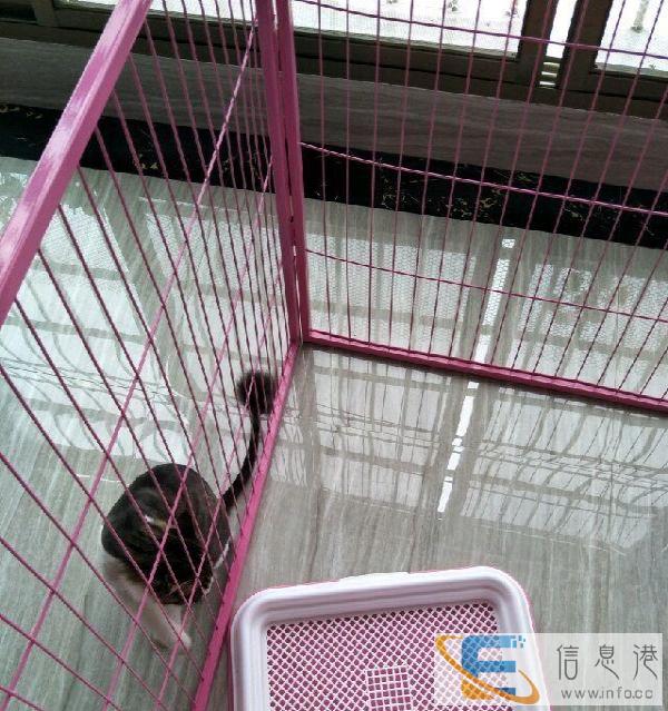 闲置狗围栏转卖柯基中小型犬