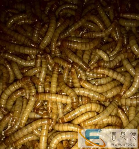 观赏鱼鸟饲料,黄粉虫