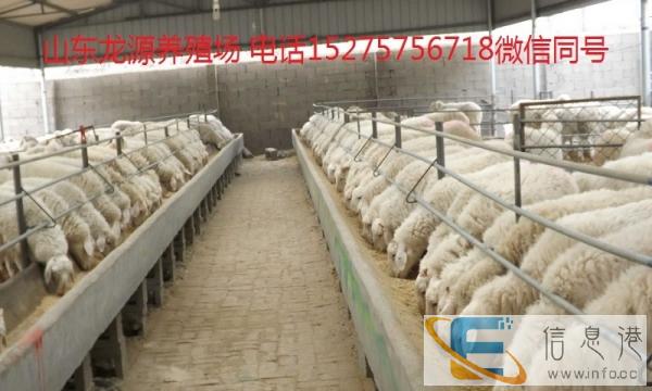 2017肉羊价格今日肉羊价格肉羊养殖