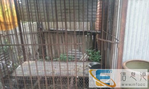 大狗龙子急急急