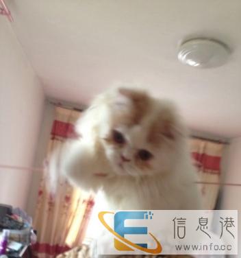 猫架9成新 刚买回来