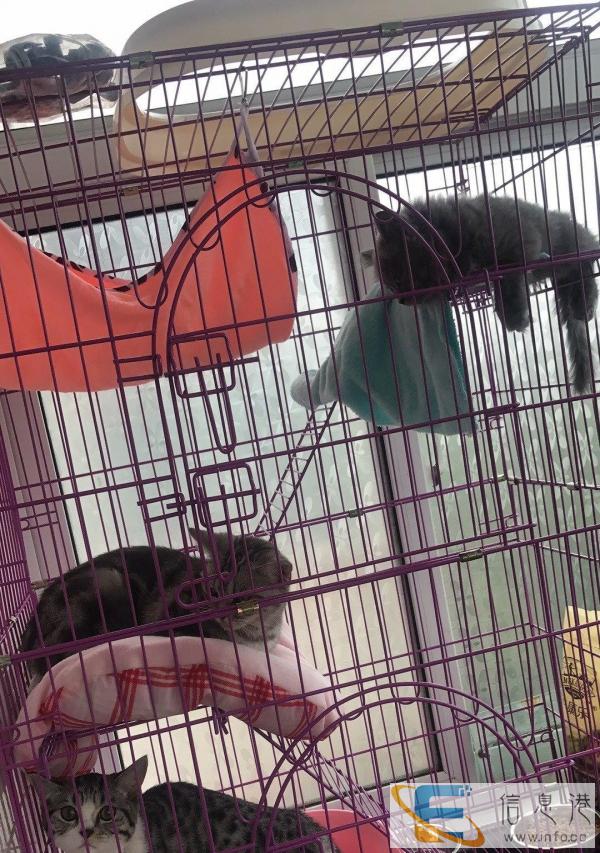 猫笼子便宜卖了 遇到了就合适