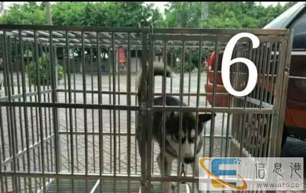 金贝不锈钢宠物笼具厂