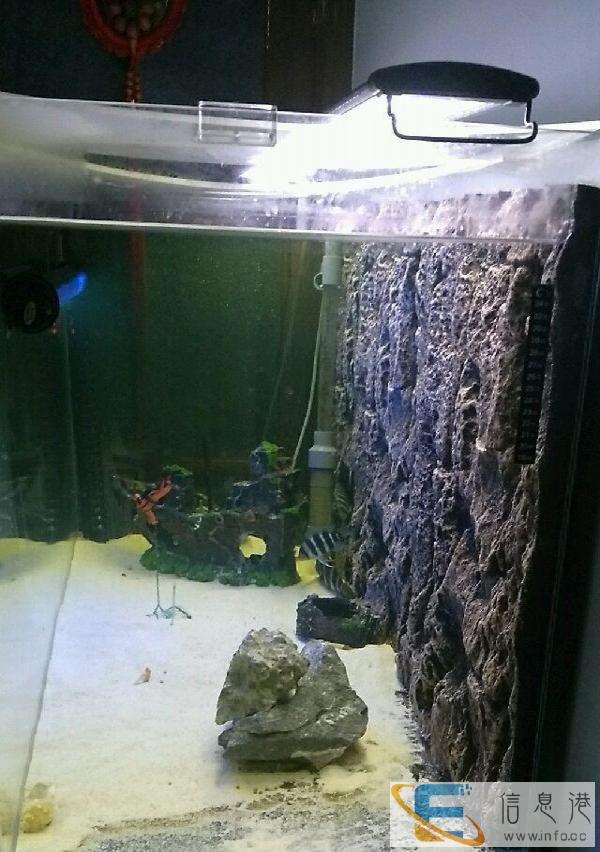 整套底滤超白缸出售，含8条布隆迪