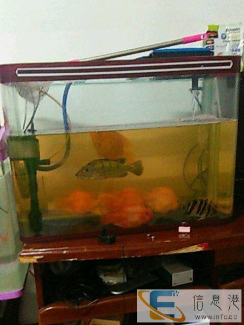 出售两个水族箱和一个鱼缸