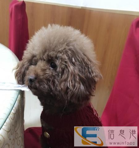 手工编织狗狗毛衣