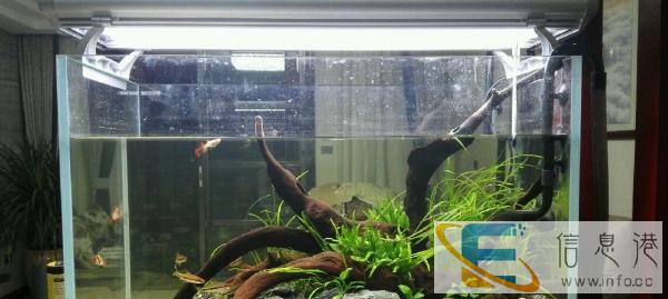 低价转让整套生态水族设备