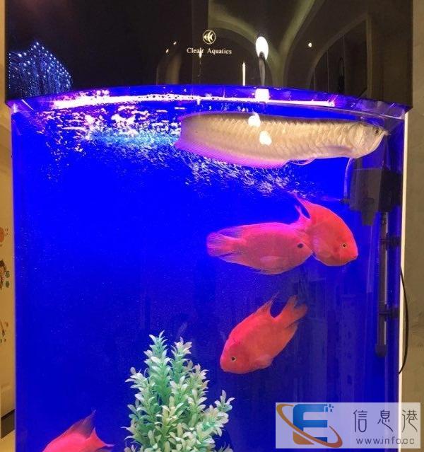 可丽爱 品牌鱼缸 转让