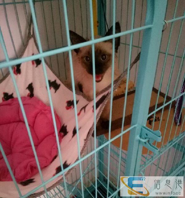 转让95成新的四层加厚猫笼