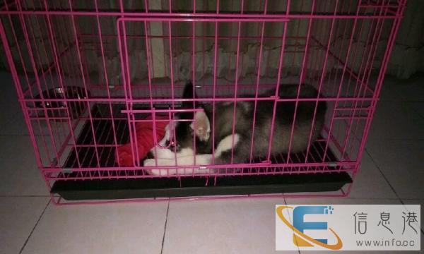 狗笼子，用了一个月的