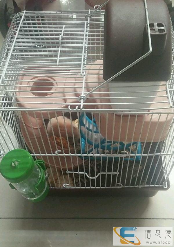 仓鼠金丝熊一只喂养物品齐全