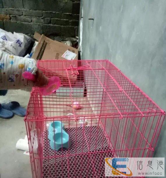 非诚勿扰，笼子大小70乘50乘59