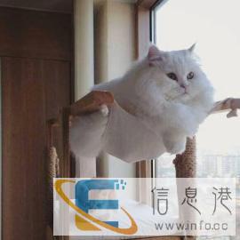 宠物用品满80送货上门