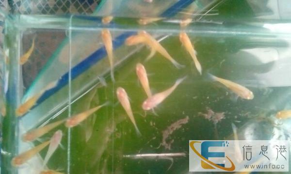 二手鱼缸,新鱼缸各种圆缸方缸