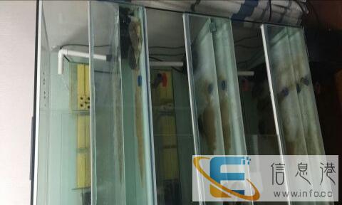 宁波出龟缸 鱼缸要搬家低价转了 缸很大