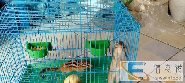 可爱的非洲迷你小刺猬