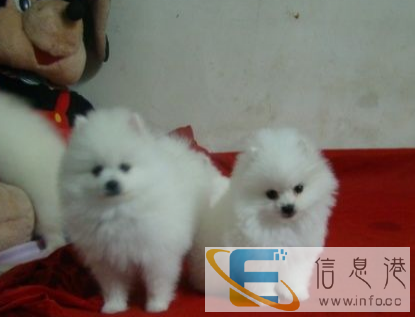 家养乖巧可爱博美宝宝,找有缘人领养回家