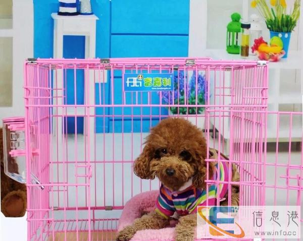 9成新狗用品价格100
