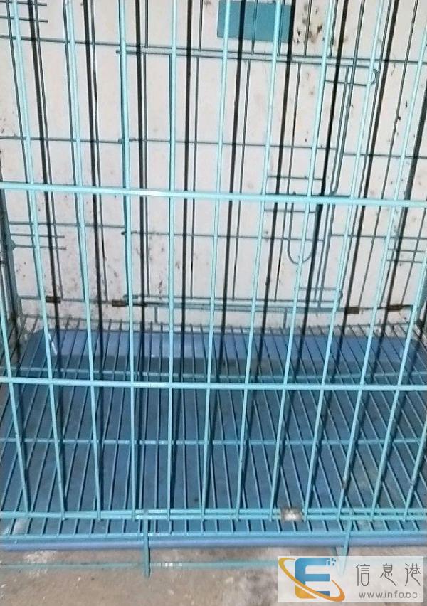 两个狗龙，一大一个小