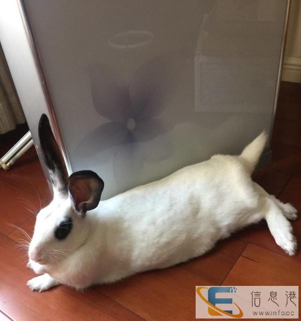 兔笼子转了赠送送兔子