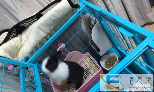 狗笼，可用来养兔子，小型犬 防咬，托盘也是蓝色