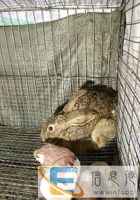 出售野兔，野鸡，野鸭