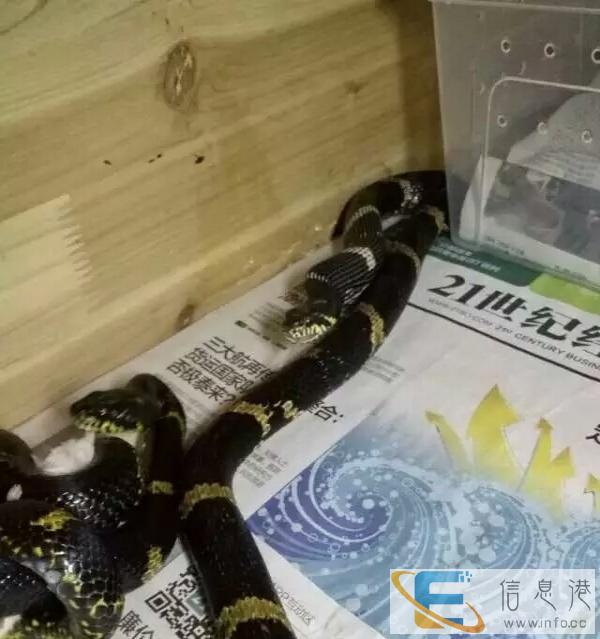 出售,刺猬,兔子,松鼠,等宠物