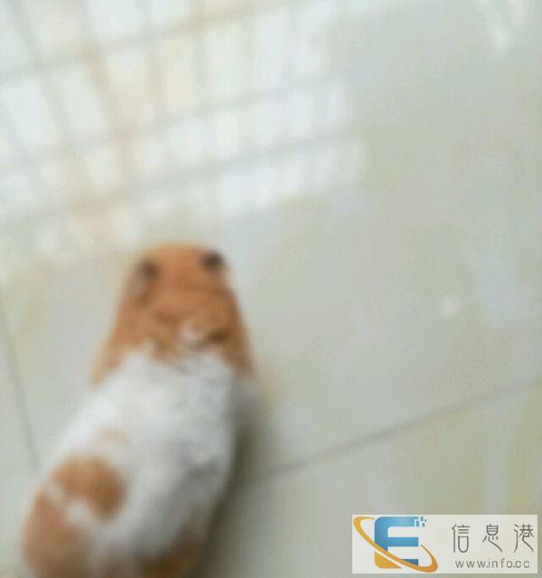 成年仓鼠3只转好心人