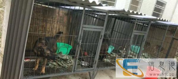 全新自制角钢狗笼