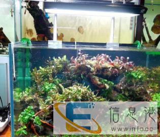 鱼缸造景设计定制，价格面议