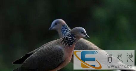 出售野兔，野鸭，野鸡