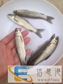 出售大量各种淡水鱼苗 非诚勿扰