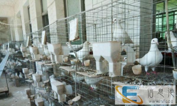 白羽王鸽有名肉鸽