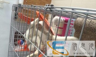 宠物猫笼,也可养其它小宠