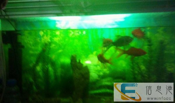 八公厘厚玻璃魚缸