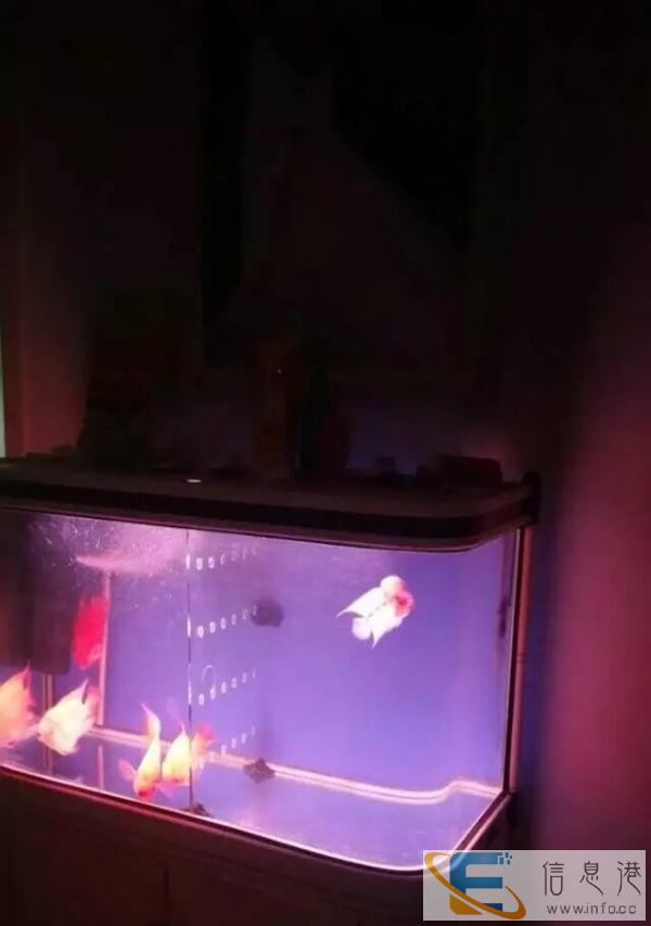 内置循环系统鱼缸