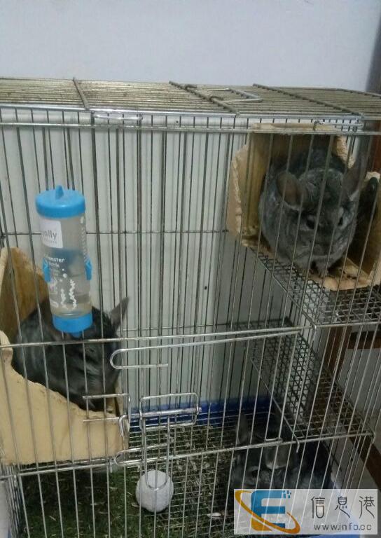 龙猫饲养笼,大厦附近可送