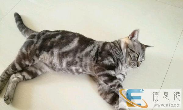 纯手工自制小肉丸，猫咪零食