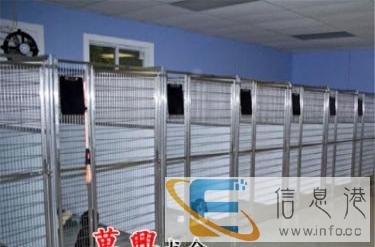 纯种英国斗牛犬 广州狗场直销 质保一年健康保障