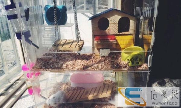 低价转让 亚克力双层仓鼠别墅 基本全新