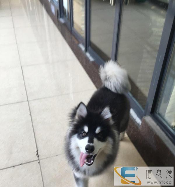 大型犬管笼转让送你一大堆用品