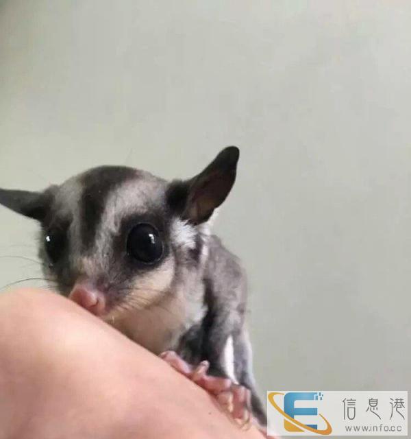 萌宠 异宠 爬宠 包风险