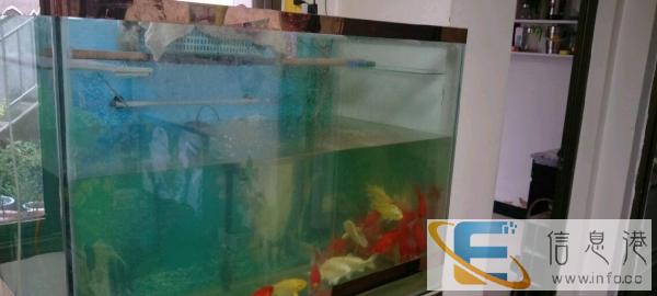 缸和鱼一起出 缸600 鱼包缸十元一条