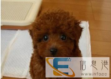 活泼的泰迪,赠爱狗之人