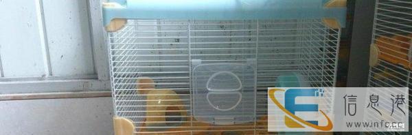 送养2只可爱小仓鼠