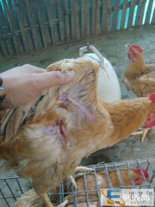 正宗土鸡三十一斤