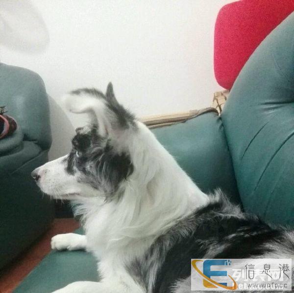 不锈钢大狗笼子转让