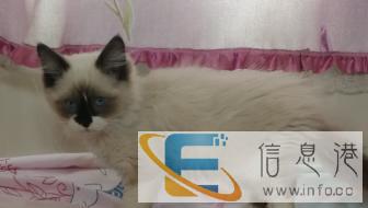 菲野全期猫粮，天然粮