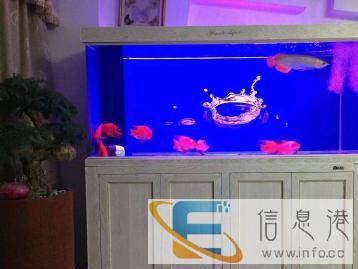 专业设计定制各种水族箱，鱼缸，酒楼海鲜池