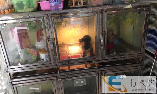 六格两层玻璃宠物笼低出